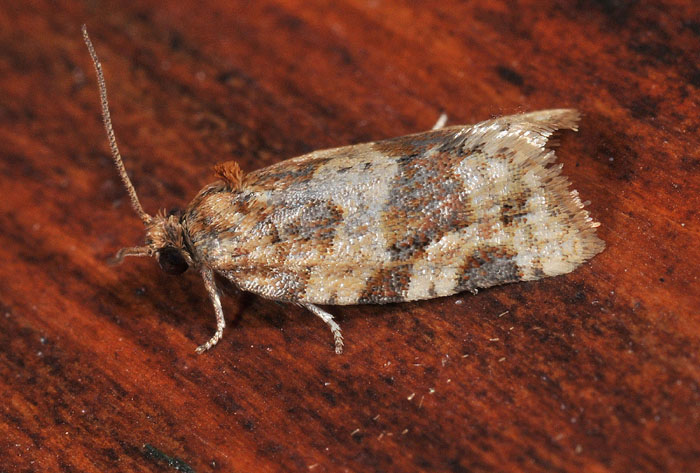 Argyrotaenia ljungiana